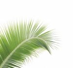 Coconut Leaf Isolated On White Background Stock Photo