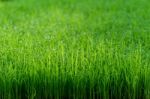 Seedlings For Planting Of Farmer In Chiang Mai, Thailand Stock Photo