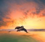 Couples Of Sea Dophin Jumping Through Ocean Wave Floating Mid Air Against Beautiful Sun Set Sky Stock Photo