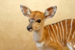 Baby Nyala Stock Photo