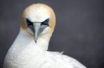 Australasian Gannet (morus Serrator) Stock Photo