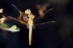 Red-veined Darter Stock Photo