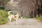 Waiting Lonely Dog Stock Photo