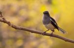 Magpie Stock Photo