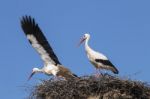 Two White Storks On The Nest Stock Photo