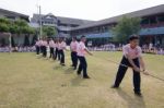 Bangkok, Thailand - Nov 2016: In The Nov 23, 2016. Youth Tug Of War, In Pieamsuwan Elementary School Stock Photo