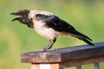 Hooded Crow Stock Photo