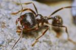 Ant Outside In The Garden Stock Photo