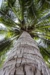 Look Up View Of Coconut Tree Stock Photo