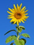 Sunflower Stock Photo