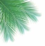 Palm Leaf Isolated On White Background Stock Photo