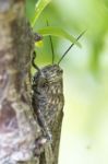 Egyptian Locust Stock Photo