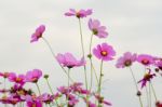 Cosmos Flower Stock Photo