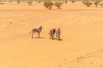 Desert Landscape In Sudan Stock Photo