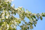 The Blooming Of Apple Trees Stock Photo