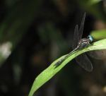 Dragonfly Stock Photo