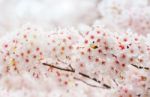 Cherry Blossom With Soft Focus, Sakura Season In Korea,background Stock Photo