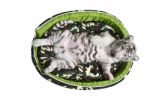 Baby White Tiger Laying In A Mattress Isolated Stock Photo