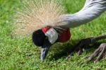 Black Crowned Crane Stock Photo