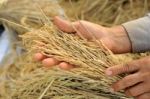 Farmer Hand Holding Jasmine Rice Stock Photo