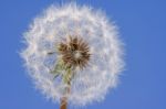 Dandelion Seeds Stock Photo