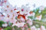 Cherry Blossom With Soft Focus, Sakura Season Background Stock Photo