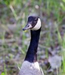 The Goose With The Flower Stock Photo