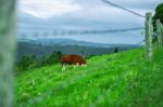 Country Cow Stock Photo