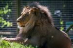 Barbary Lion (panthera Leo Leo) Stock Photo