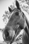 Horse In The Paddock Stock Photo