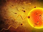 3d Illustration Sperm And Egg Cell Stock Photo