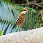 Female Malayan Banded Pitta Stock Photo