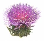 Thistle Stock Photo