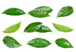 Set Tea Leaf Isolated On The White Background Stock Photo