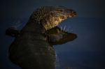 Close Up Face Of Water Lizard Monitor In Wilderness Water Pool Stock Photo