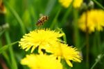 Bee Flying From Flower Stock Photo