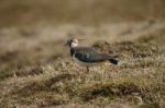 Lapwing Stock Photo