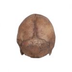 Human Skull Back View Isolate On White Background Stock Photo