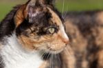 Close-up Head Shoulders Tortoiseshell Female Cat Stock Photo