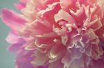 Pink Peony Macro Stock Photo