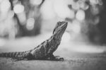 Water Dragon Outside During The Day Stock Photo