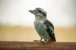 Kookaburra Gracefully Resting During The Day Stock Photo