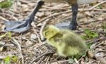 Beautiful Isolated Picture Of A Cute Sleepy Funny Chick Of Canada Geese Stock Photo