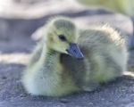 Postcard With A Chick Of Canada Geese On A Trail Stock Photo