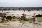 Beautiful Pink Lotus Flowers In The Lake Stock Photo