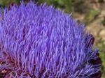 Globe Artichoke Flower (cynara Scolymus) Stock Photo