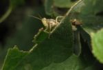 Grashopper Eating Leaf Stock Photo