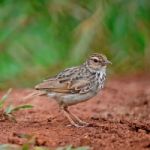 Rufous-winged Bushlark Stock Photo