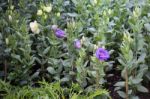 Pretty Little Purple Flower In The Garden Stock Photo