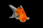 Oranda Gold Fish Isolated  Stock Photo